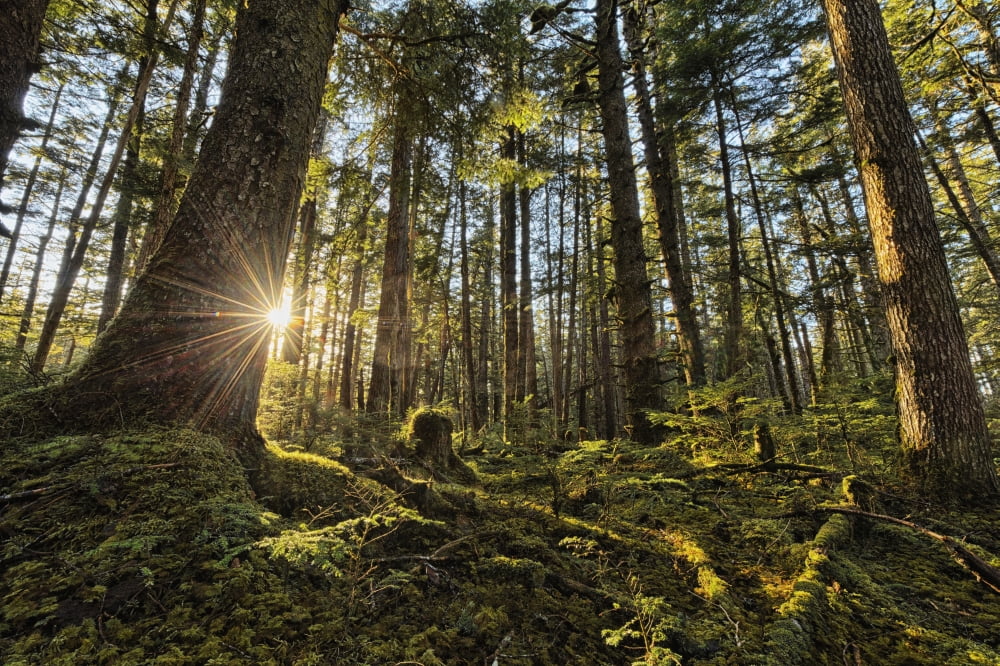 Sunlight streams through the rainforest of Naikoon Provincial Park which is on Haida Gwaii British Columbia United States of America Canvas Art - Robert Postma  Design Pics (38 x 24)
