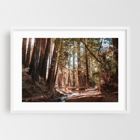 Sunlight through the Redwoods - California Photography Forest Nature Woodland Scenic Woods Autumn Bridge White Framed Wall Art Print 16 x 24 inches