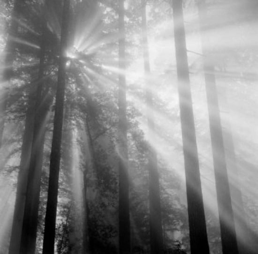 Sunlight through trees Canvas Art - (18 x 24)