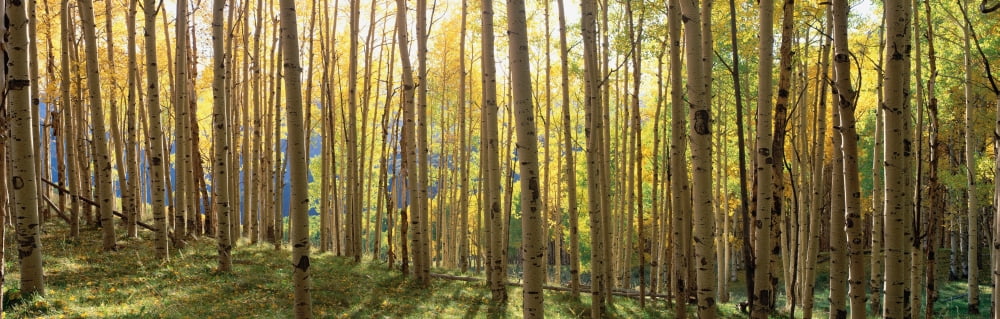 Sunlight through trees Colorado Canvas Art - Panoramic Images (27 x 9)