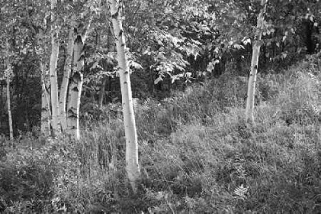 Sunlit Birches I Canvas Art - Sue Schlabach (12 x 18)