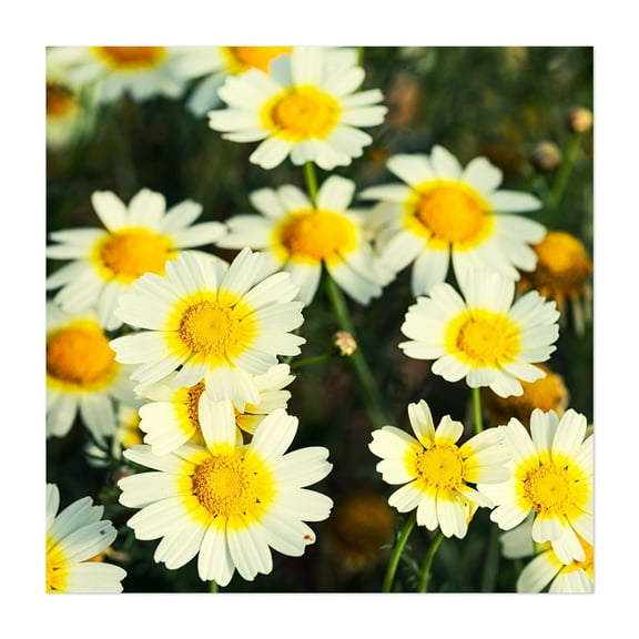 Sunlit Blossoms - Photography Floral Flowers Nature Botanical Scenic Summer Unframed Wall Art Print 30 x 30 inches
