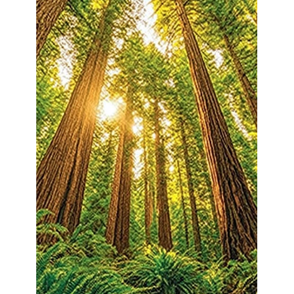 Sunlit Redwood Forest Canvas Wall Art Perfect for Living RoomOffice Dining Room and Hallway Decoration.