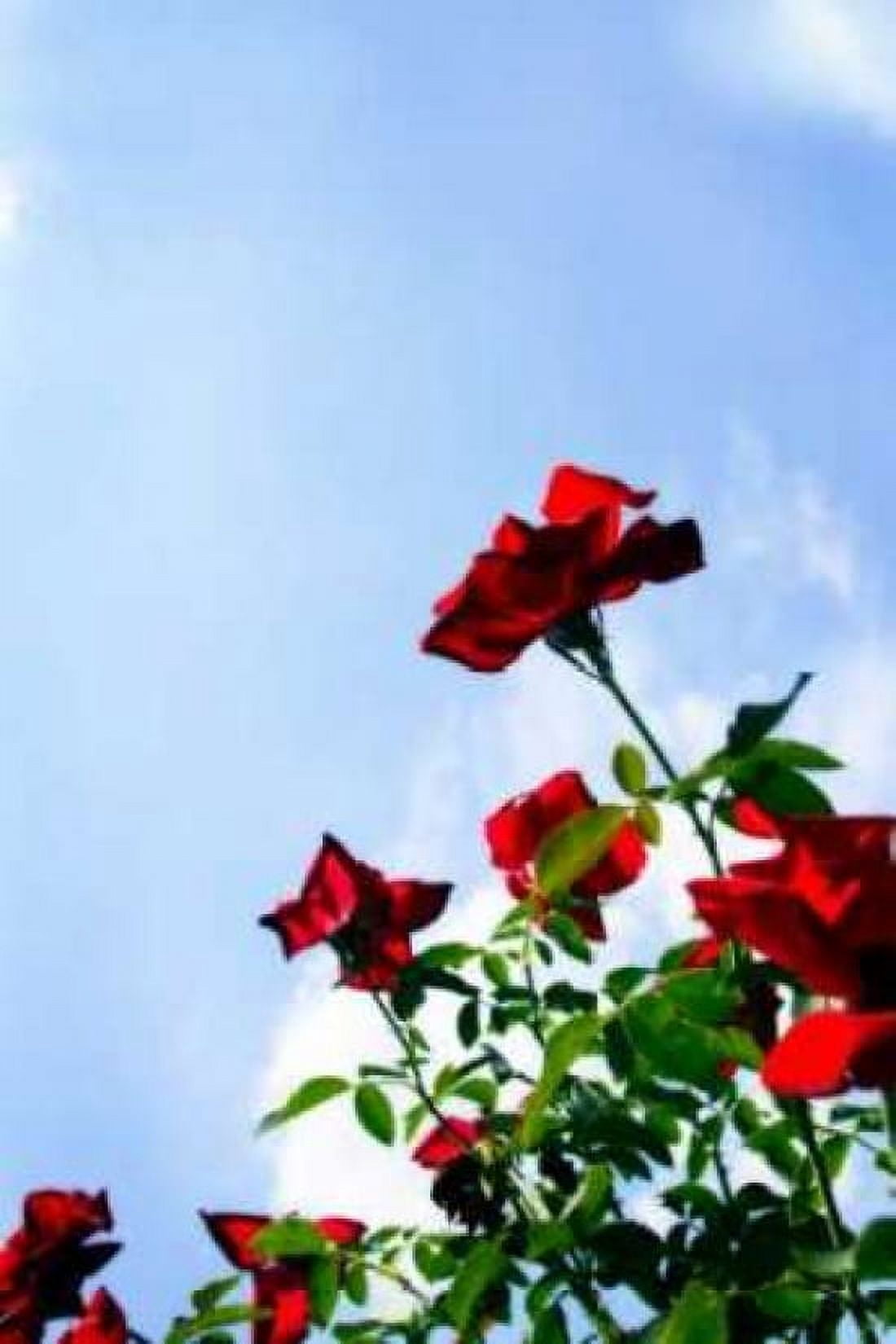 Sunlit Roses Canvas Art - Alan Hausenflock (20 x 28)