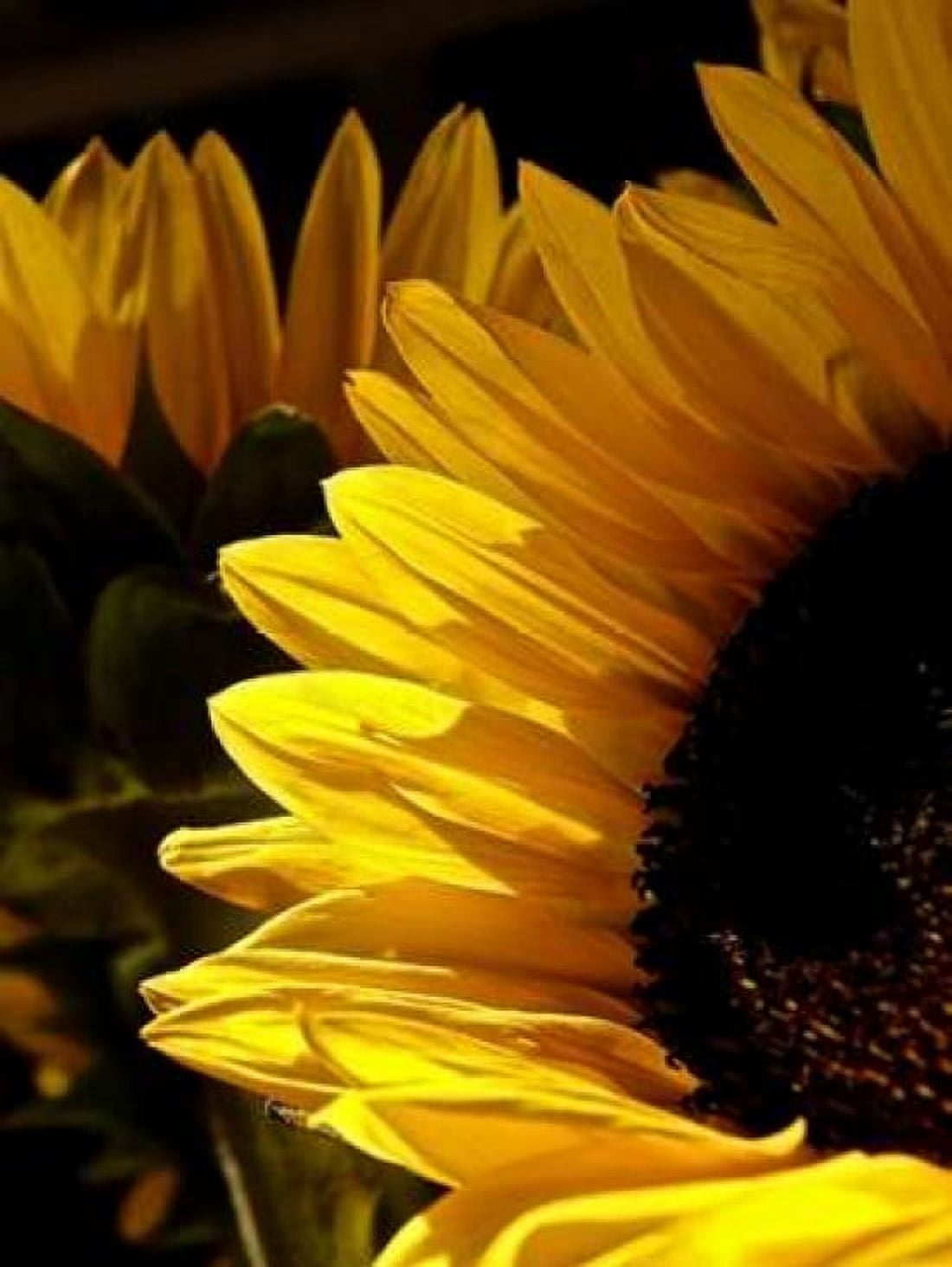 Sunlit Sunflowers I Canvas Art - Monika Burkhart (22 x 28)