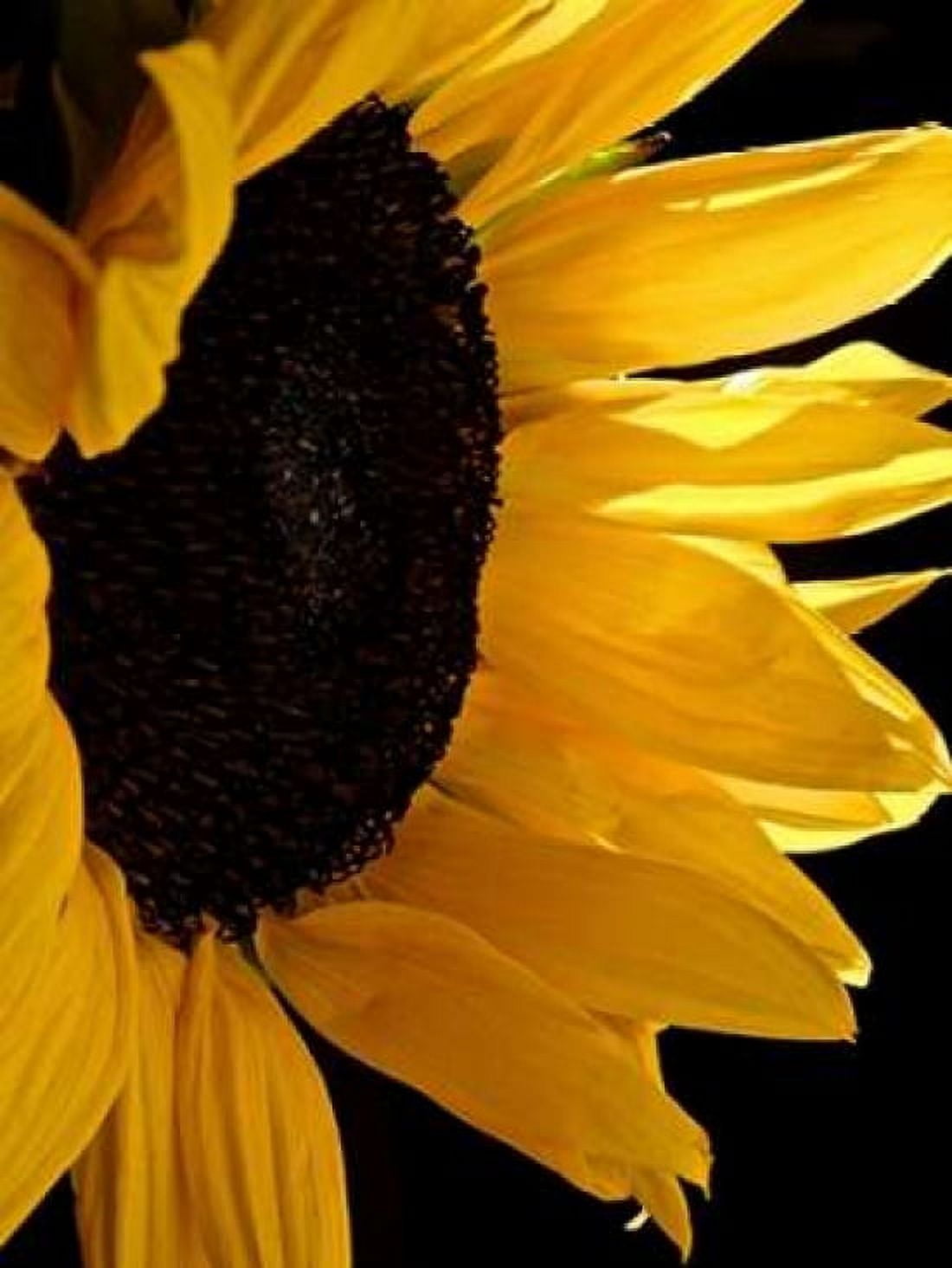 Sunlit Sunflowers II Canvas Art - Monika Burkhart (22 x 28)