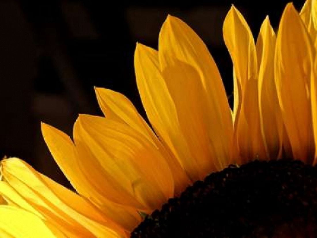 Sunlit Sunflowers III Canvas Art - Monika Burkhart (22 x 28)