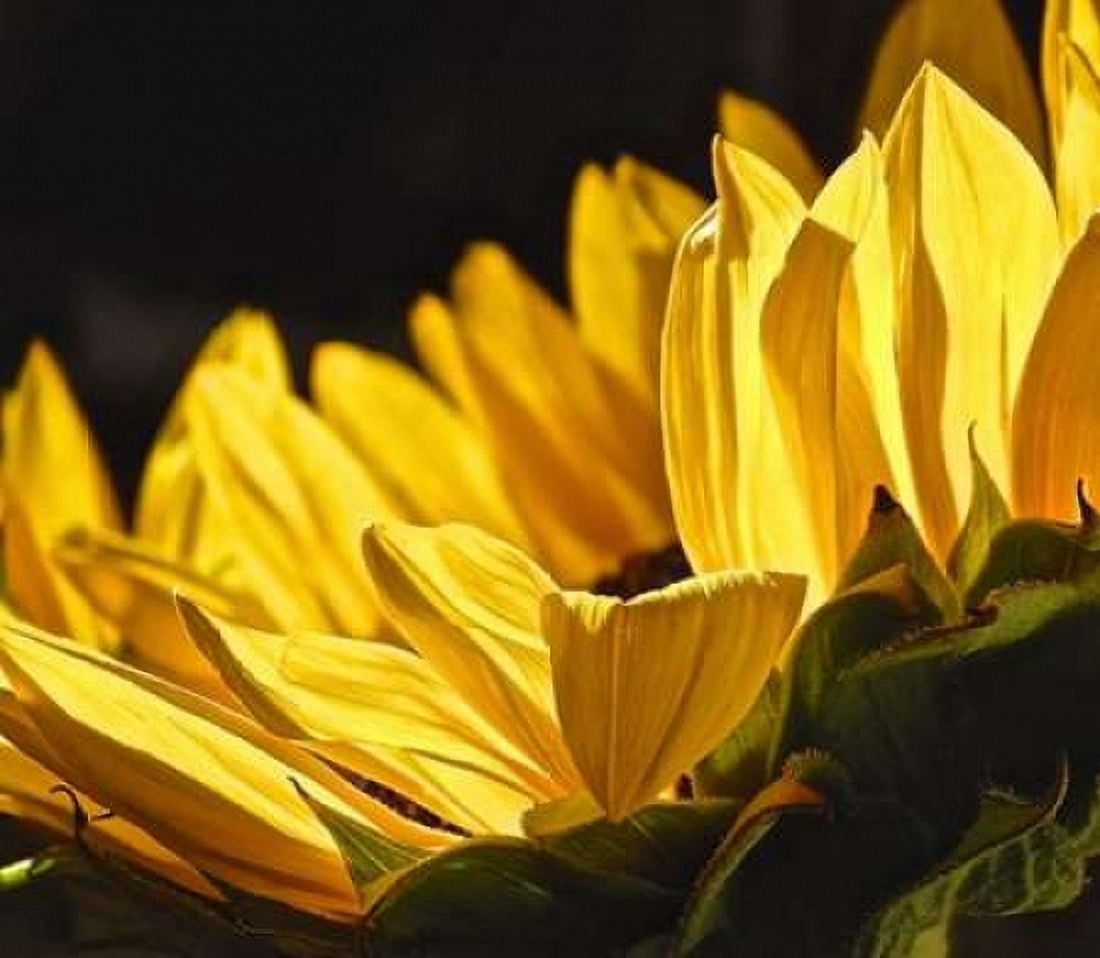 Sunlit Sunflowers IV Canvas Art - Monika Burkhart (24 x 24)