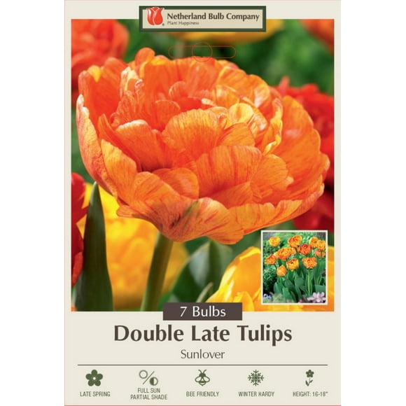 Sunlover Double Late Tulip 7 Bulbs - 12/+ cm Bulbs