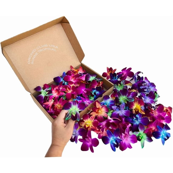 Sunne Tropical Perishable Fresh Cut Orchid Loose Bloom OrchidClub USA (100 RAINBOW)