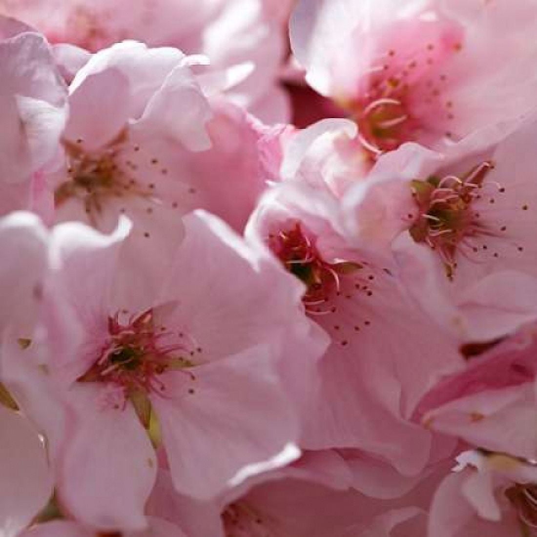 Sunny Blossoms I Canvas Art - Rita Crane (24 x 24)