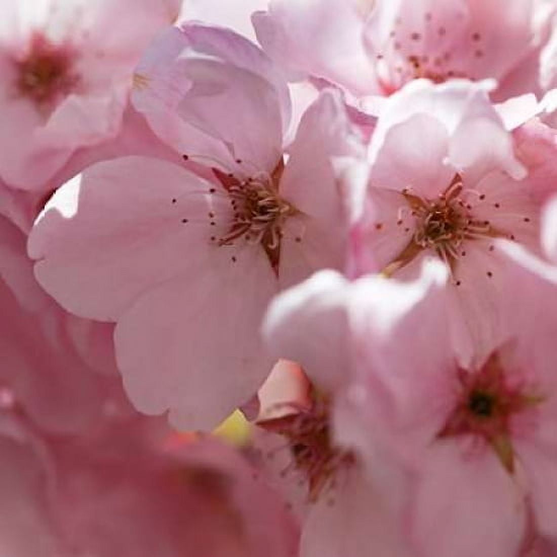 Sunny Blossoms II Canvas Art - Rita Crane (24 x 24)