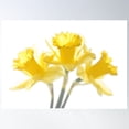 thumbnail image 1 of Sunny Daffodils On White Poster Wall Art, Modern Wall Decor For Living Room Bedroom, 12x18 UNFRAMED, 1 of 3