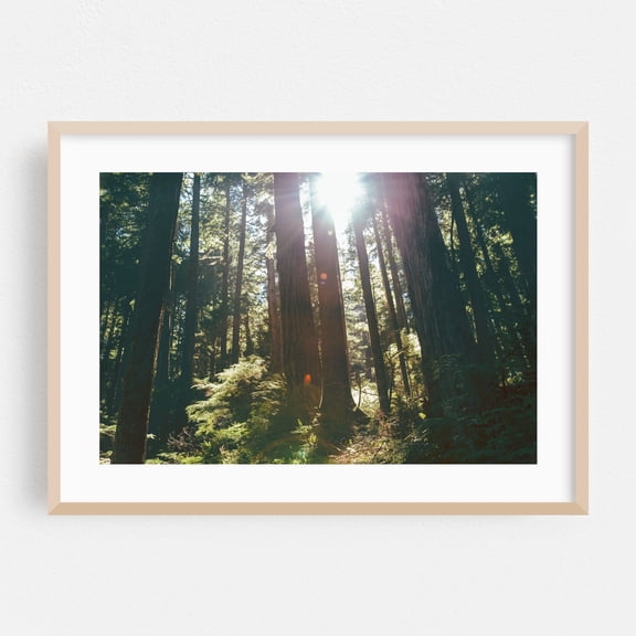 Sunny Forest - Washington Photography Forest Nature Wilderness Scenic Woodland Landscape Mystical Oak Framed Wall Art Print 5 x 7 inches