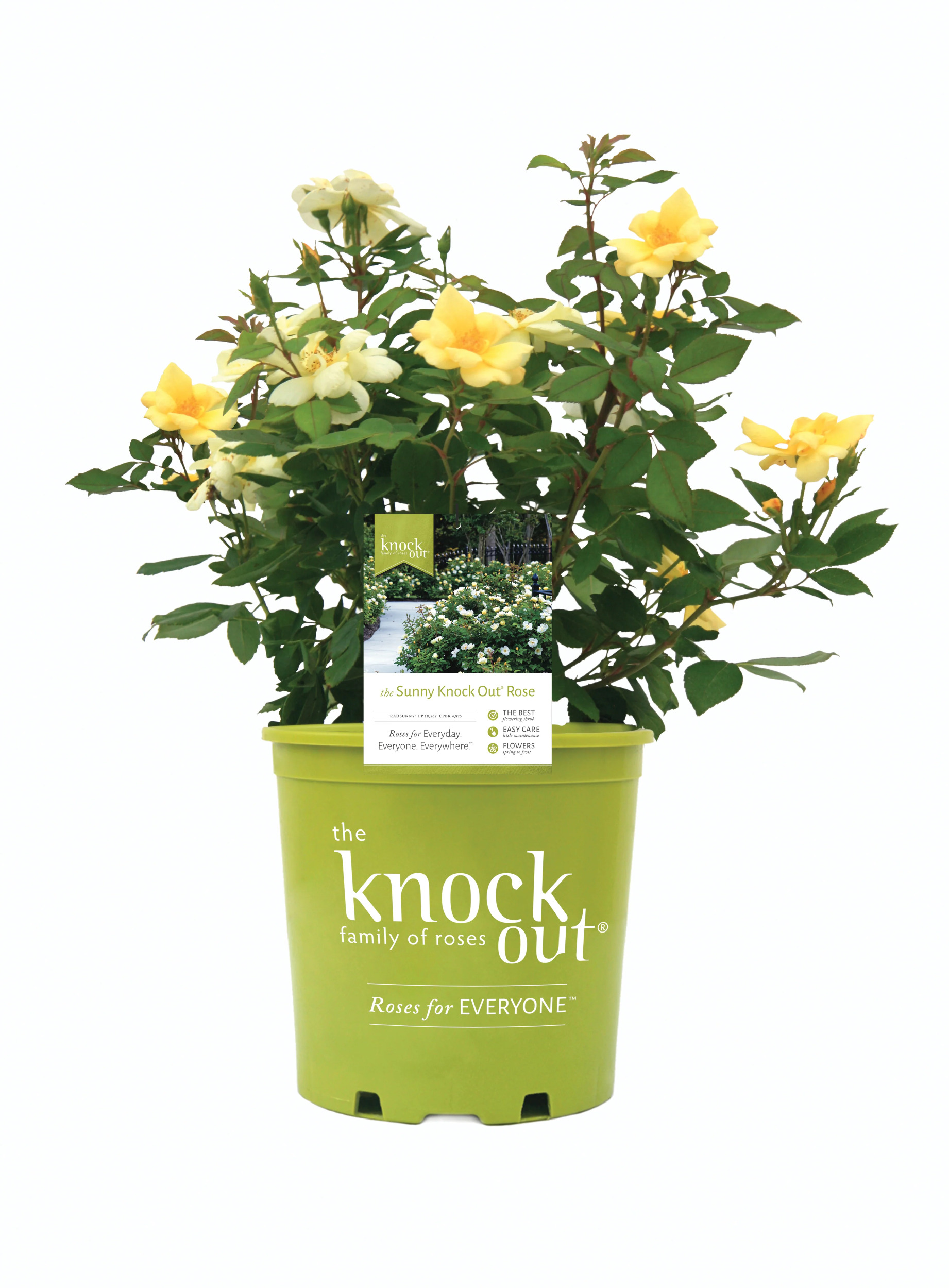 Sunny Knock Out Rose