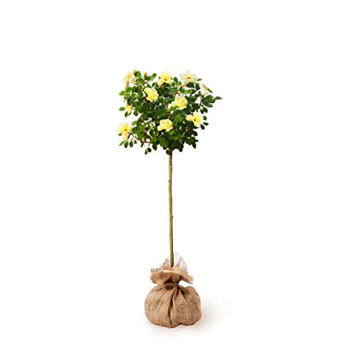 Sunny Knock Rose Tree, 23 Feet Yellow A Citrusy Scent No Shipping To AZ ...
