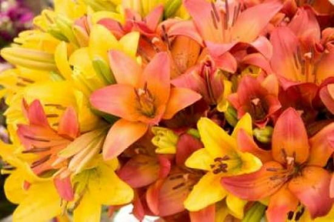 Sunny Lily I Canvas Art - Maureen Love (12 x 18)