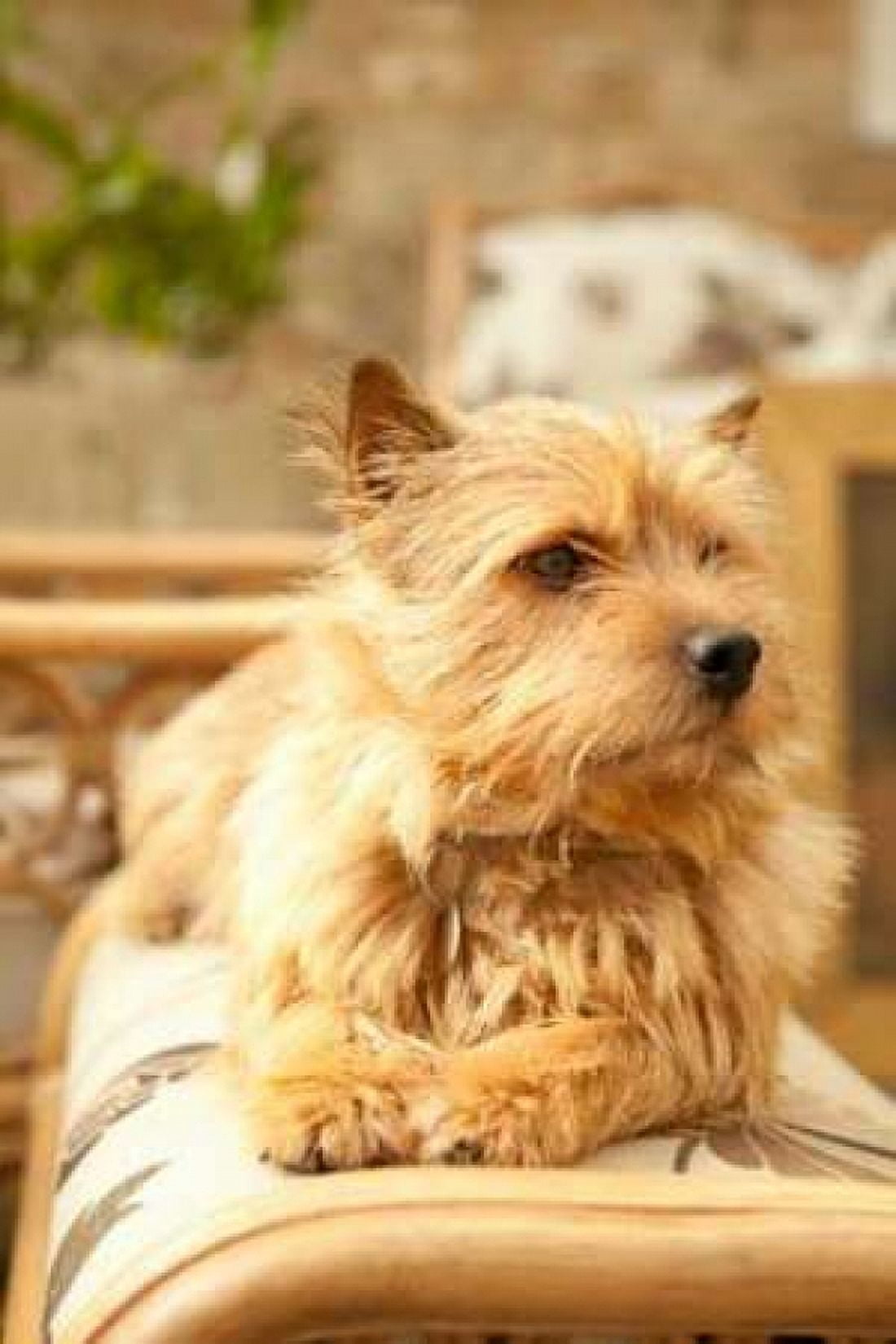 Sunny Spot Canvas Art - Karyn Millet (12 x 18)