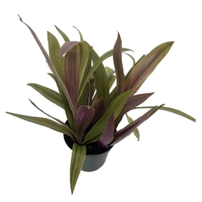 Sunny Star Moses in the Cradle Plant - 4" Pot - Great House Plant