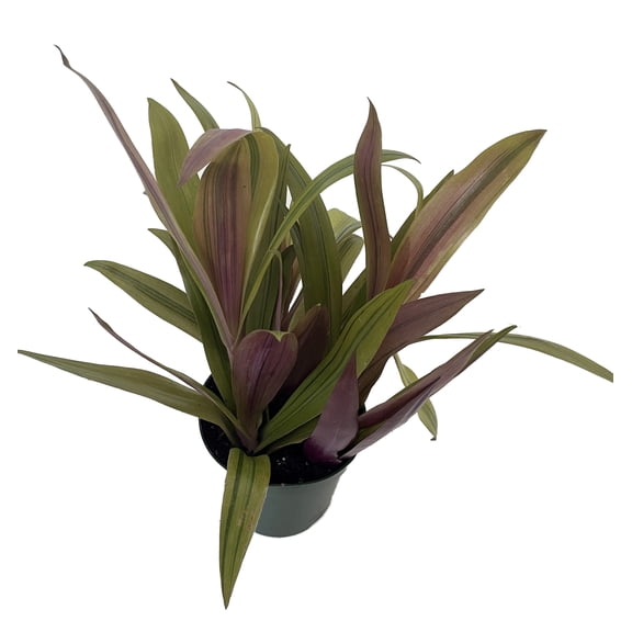 Sunny Star Moses in the Cradle Plant - 4" Pot - Great House Plant