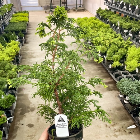 Sunny Swirl Hinoki Cypress, Live Plant, 4" Growers Pot