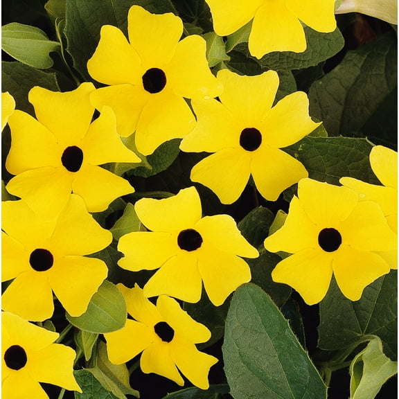 Sunny Yellow Black Eyed Susan Vine - Thunbergia - NEW! 2.5" Pot