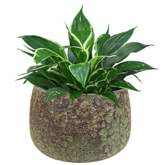 Sunnydaze 14" x 14" x 11" Round Green Lava Finish Ceramic Outdoor Planter Pot