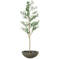 thumbnail image 1 of Sunnydaze 7 ft Artificial Olive Tree with Polyresin Round Planter, 1 of 9