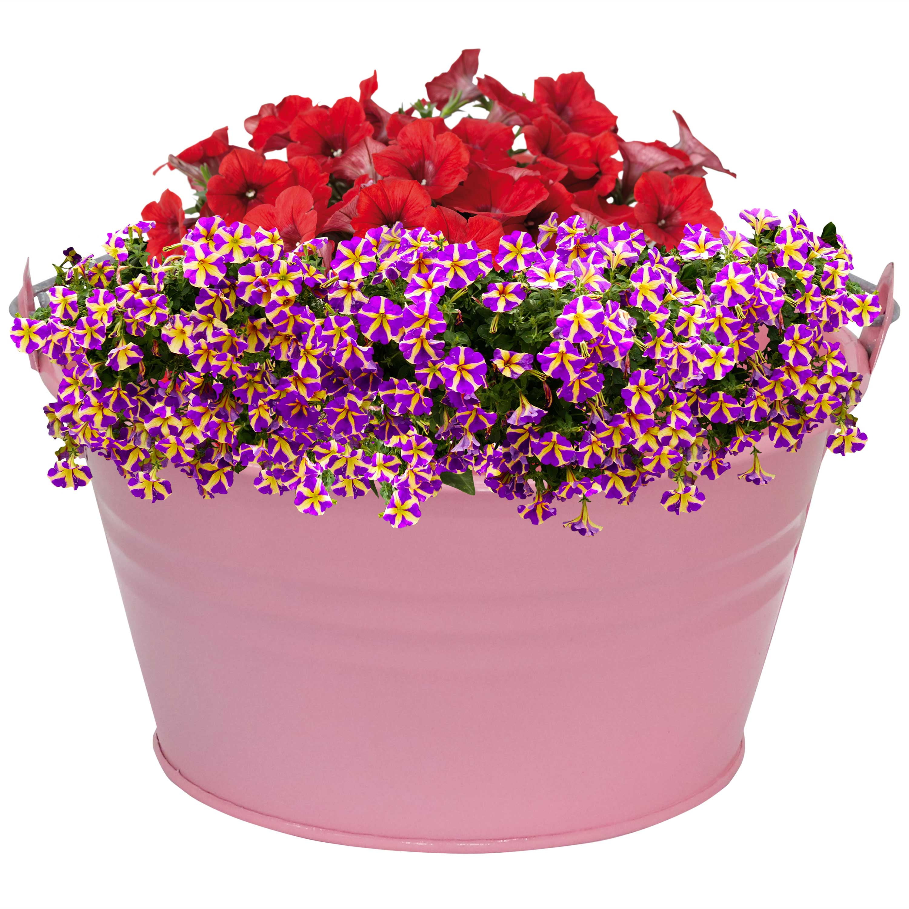 https://i5.walmartimages.com/seo/Sunnydaze-Indoor-Organizational-and-Decorative-Party-Galvanized-Steel-Bucket-with-Handle-Pink-10pk_dca6eee1-b56b-4a8e-b020-8161b6a1e29e.c7806c9a71886b3c9575d51df8020a59.jpeg