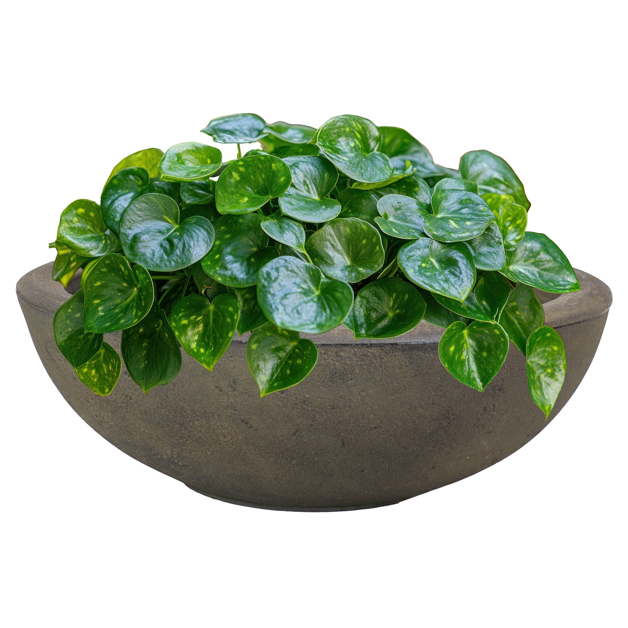 Percival 21" Sable Brown Polyresin Indoor/Outdoor Planter