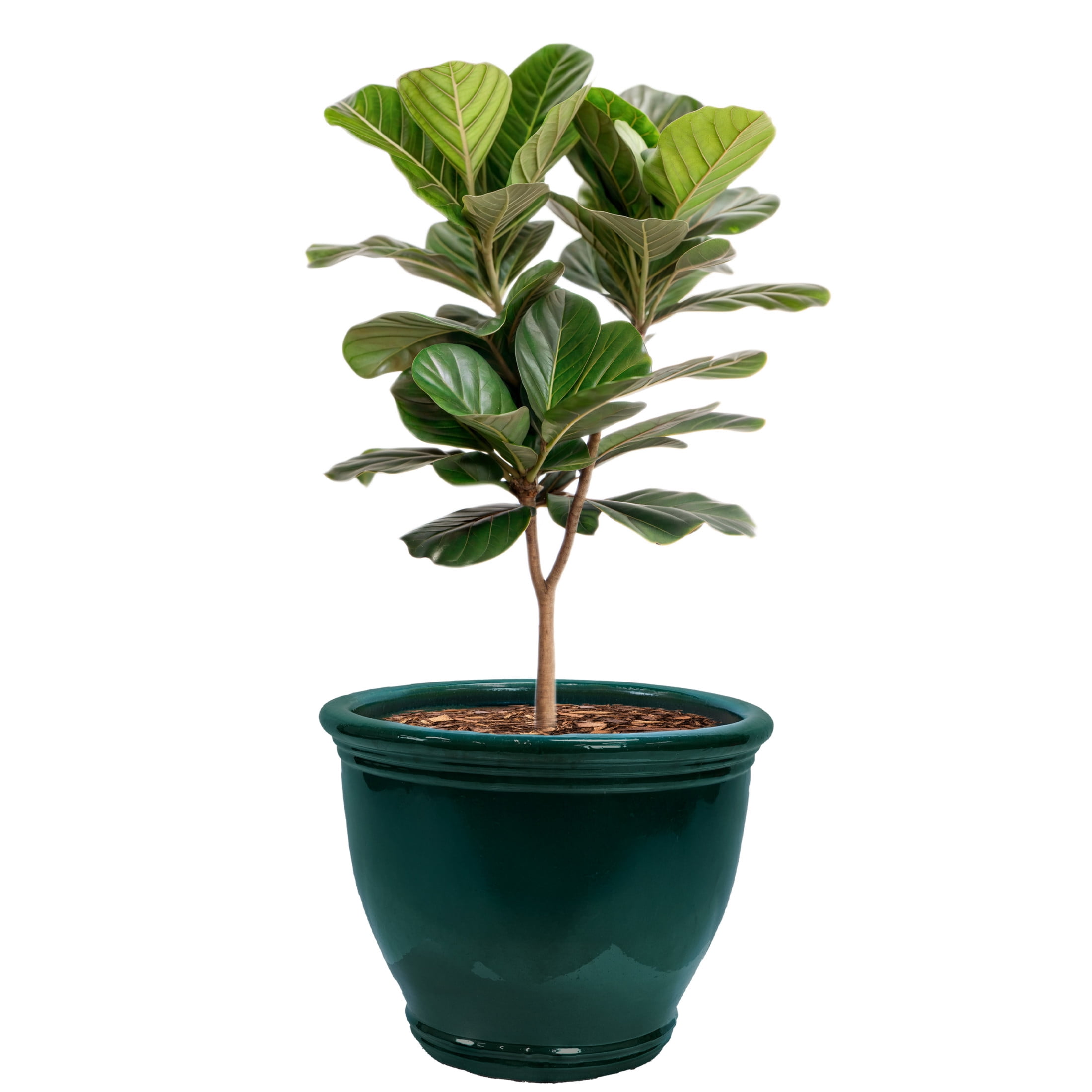 Sunnydaze Studio 18.5" x 18.5" x 15" H Round Dark Green Ceramic Solid Plant Pot