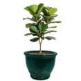 thumbnail image 1 of Sunnydaze Studio 18.5" x 18.5" x 15" H Round Dark Green Ceramic Solid Plant Pot, 1 of 13