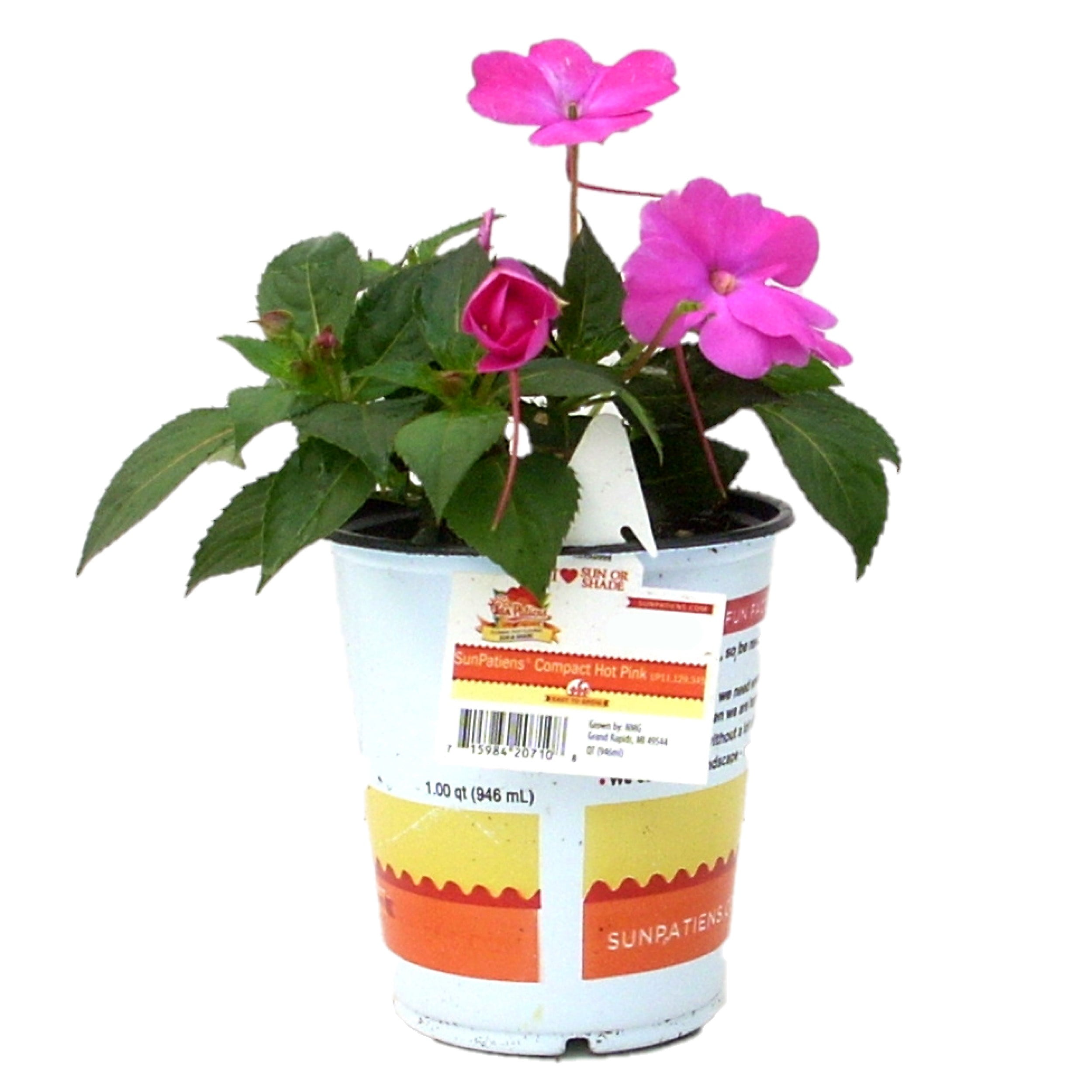 SunPatiens Hot Pink Impatiens Live Plants in 1QT Grower Pot for Indirect Light