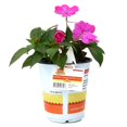 thumbnail image 1 of SunPatiens Hot Pink Impatiens Live Plants in 1QT Grower Pot for Indirect Light, 1 of 10