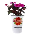 thumbnail image 1 of Sunpatiens 9" Pink Bicolor Sunpatiens Impatiens Live Plants in 5" Grower Pot Full Sun, 1 of 7