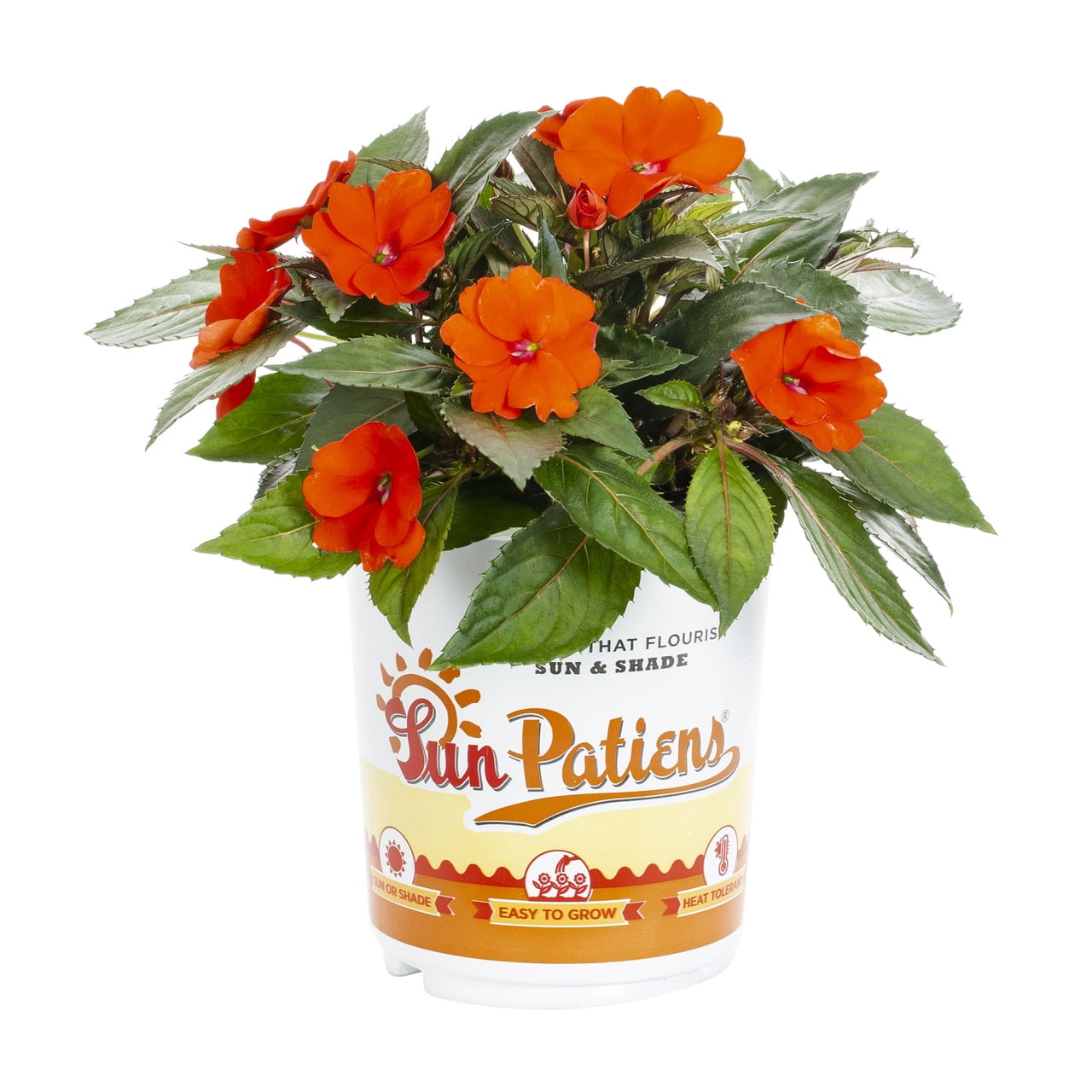 Sunpatiens 2.5QT Multicolor Impatiens Live Plants with Grower Pot