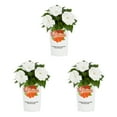 thumbnail image 1 of Sunpatiens 2.5QT White New Guinea Impatiens Live Annual Plant Sun 3-Pack, 1 of 6