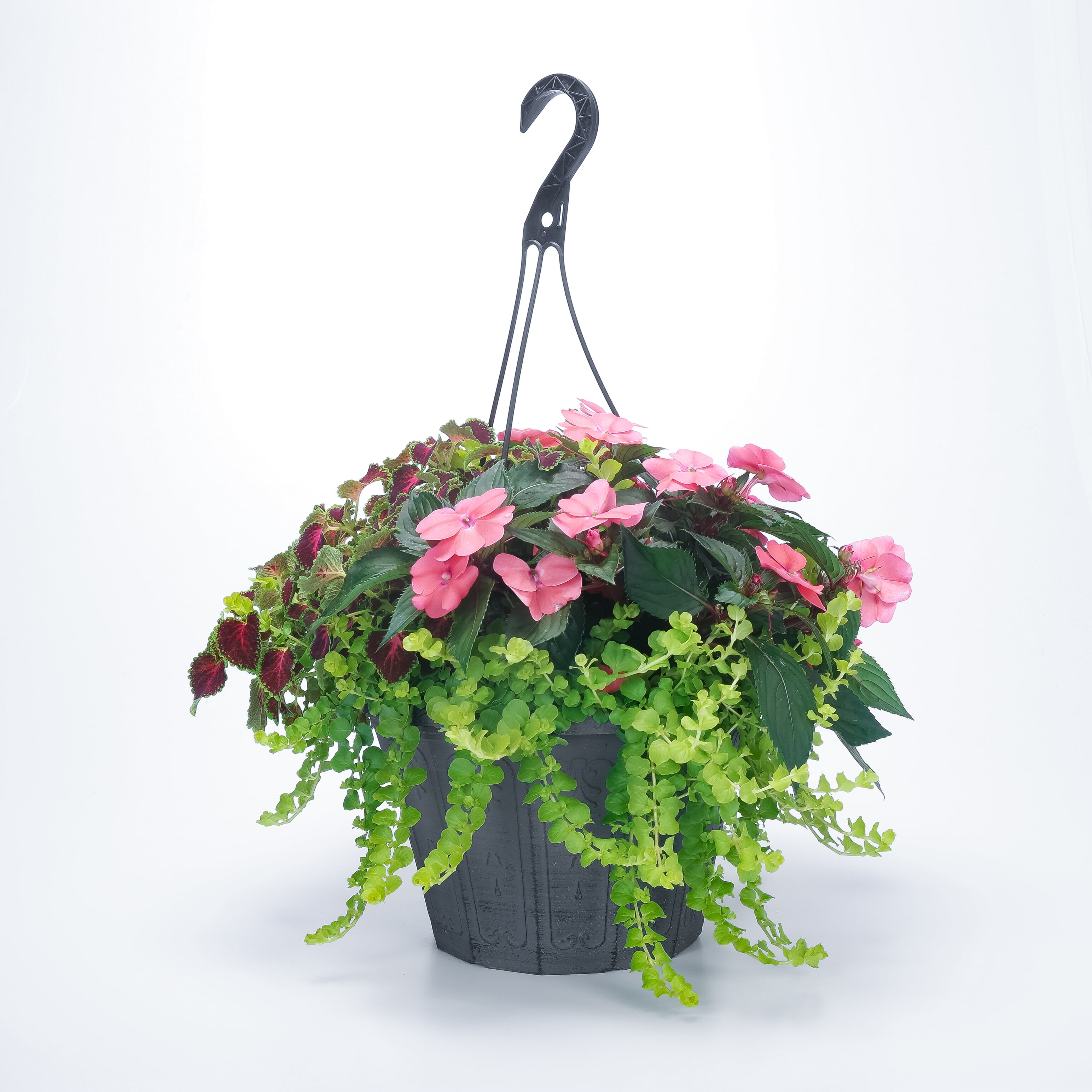 Sunpatiens 2 Gallon Hanging Basket Multicolor Sunpatiens Annual Shade Combo  Live Plants - Walmart.com