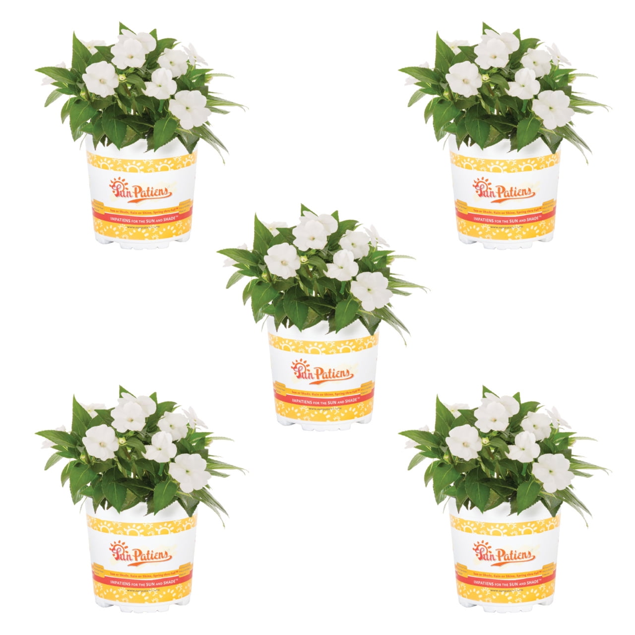 Sunpatiens 1.5PT White Impatiens Live Annual Plant Sun 5-Pack