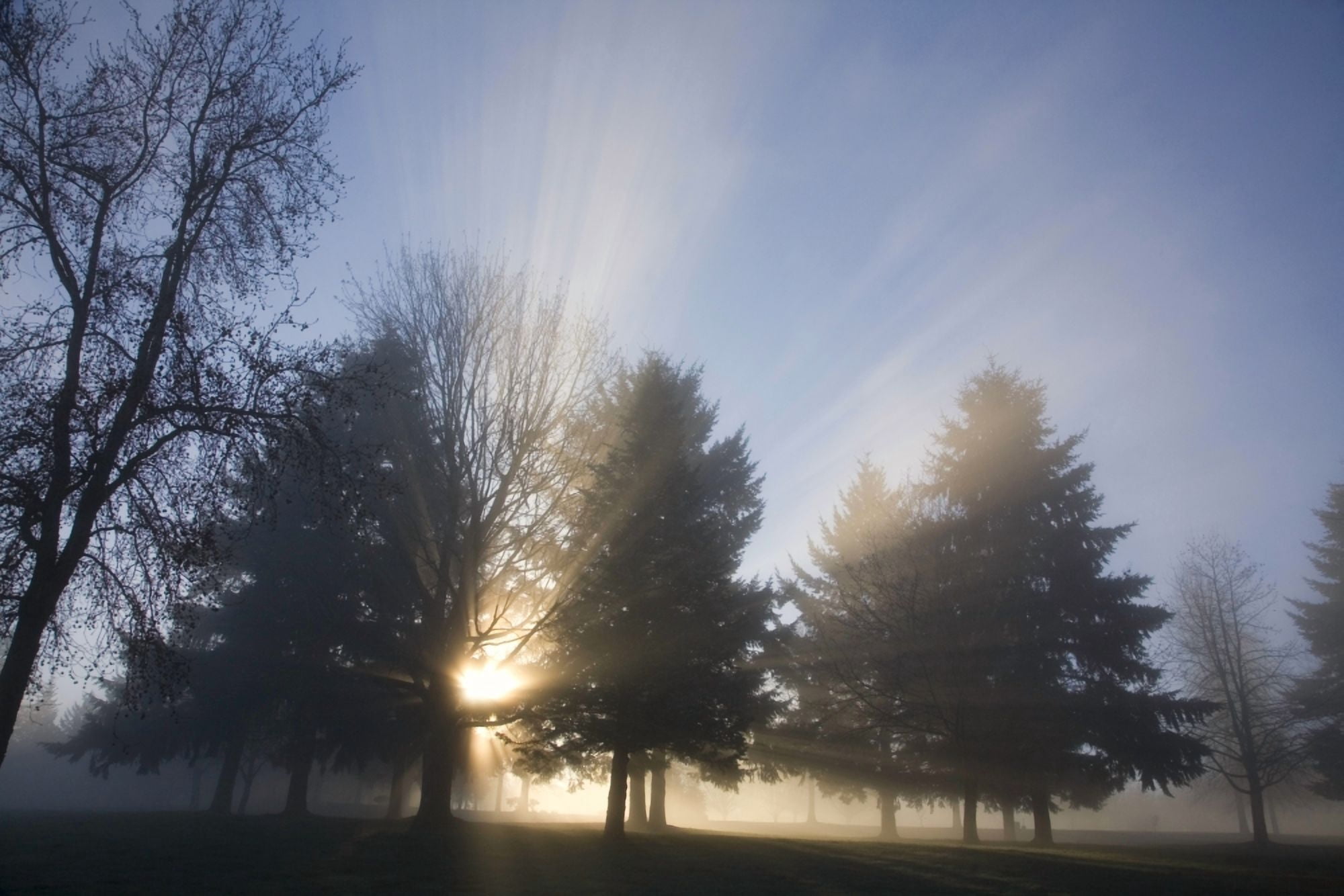 Sunray Through Trees And Fog Canvas Art - Craig Tuttle Design Pics (20 x 13)