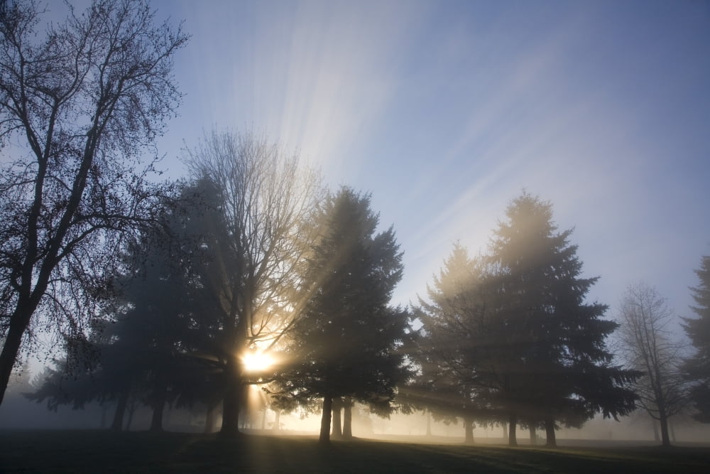 Sunray Through Trees And Fog Canvas Art - Craig Tuttle Design Pics (40 x 26)