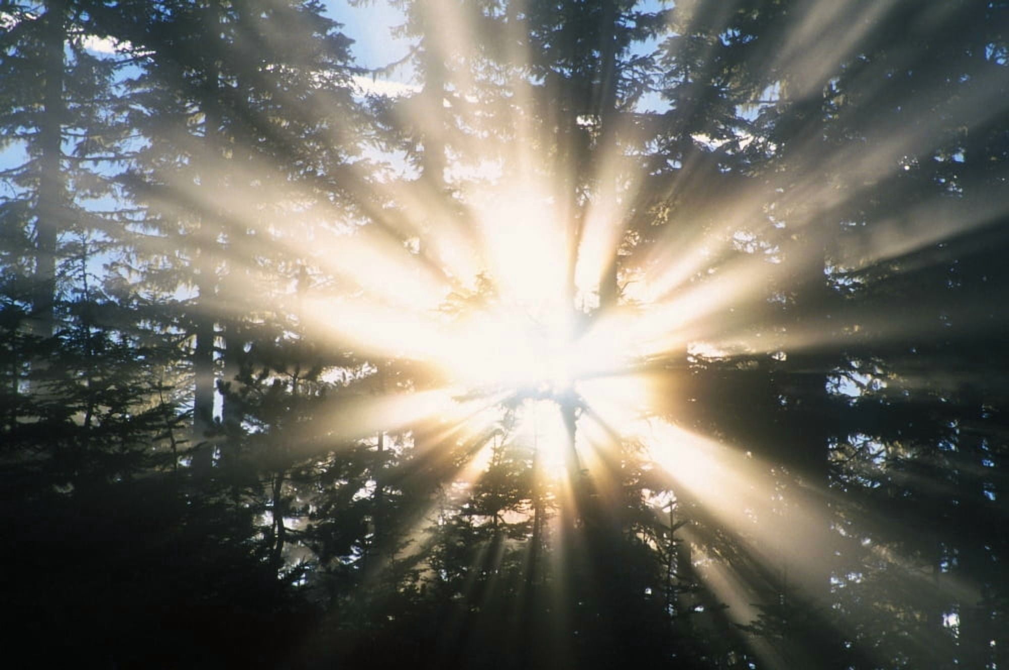 Sunrays Through A Forest Canvas Art - Natural Selection Craig Tuttle Design Pics (36 x 24)