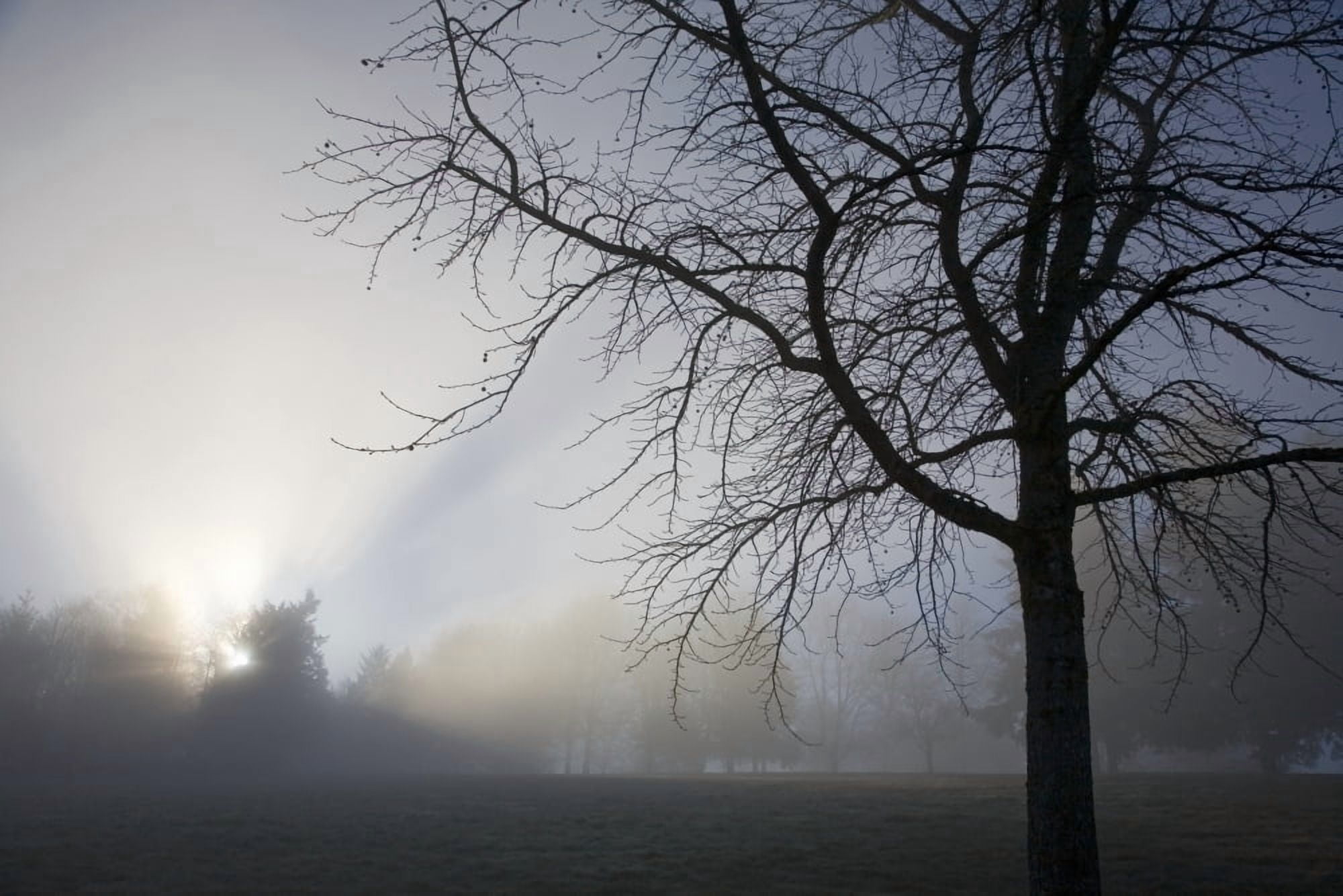 Sunrays Through Fog Canvas Art - Craig Tuttle Design Pics (40 x 26)