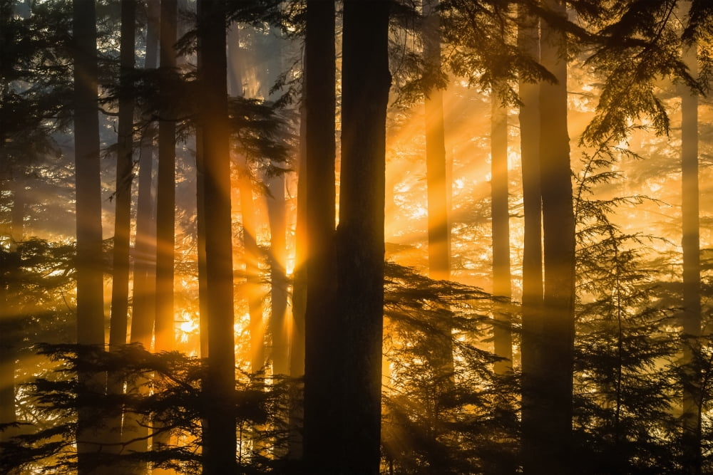 Sunrays peak through fog and the trees of the Tongass National Forest Juneau Southeast Alaska Canvas Art - John Hyde Design Pics (19 x 12)
