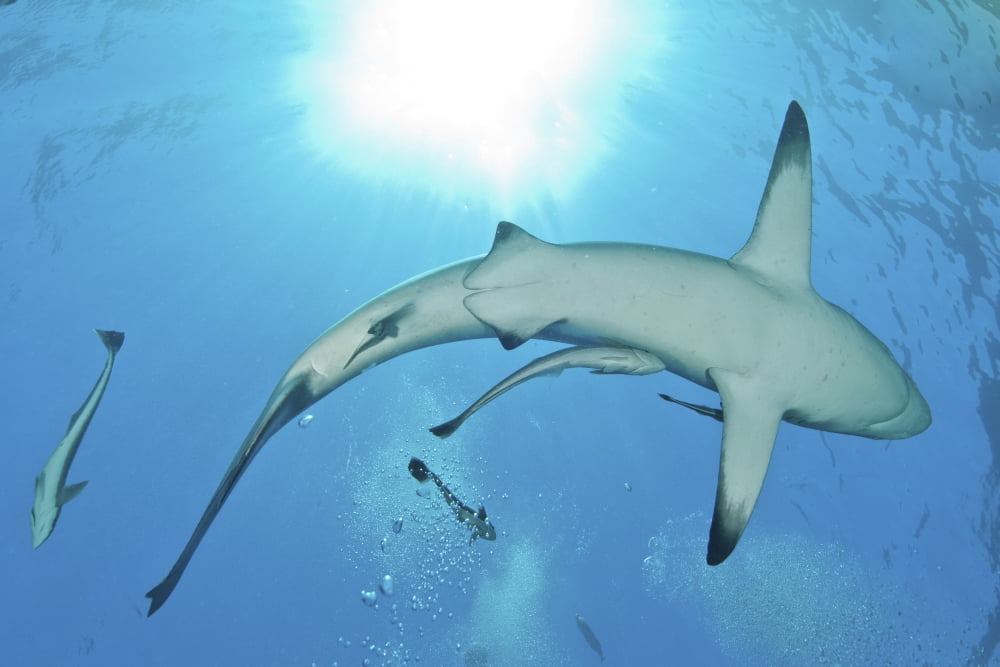 Sunrays shining on an oceanic blacktip shark with remora Canvas Art - Mathieu MeurStocktrek Images (34 x 23)