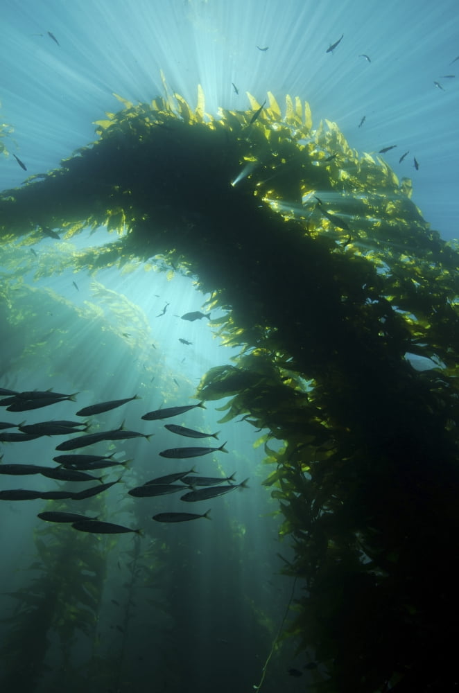 Sunrays shining through a cathedral of kelp Canvas Art - Brent BarnesStocktrek Images (23 x 34)