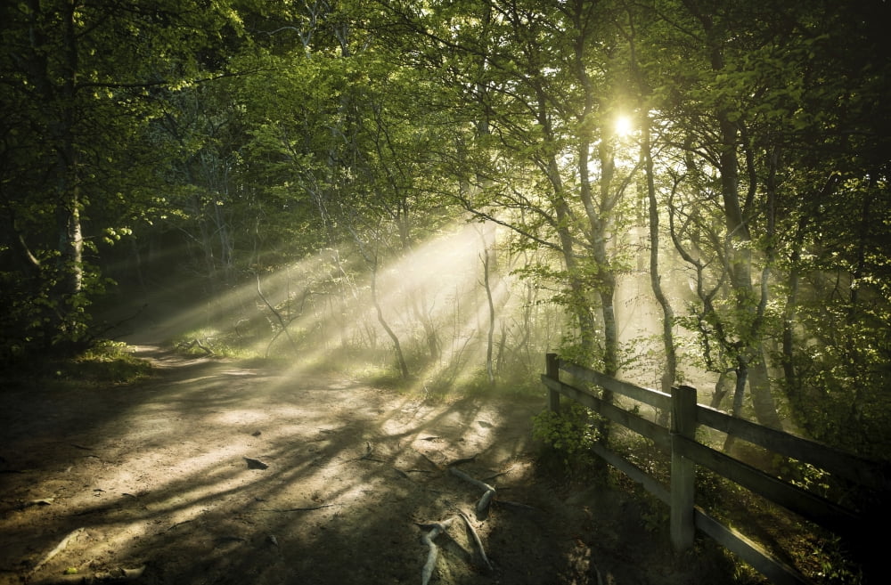 Sunrays shining through a dark misty forest Liselund Slotspark Denmark Canvas Art - Evgeny KuklevStocktrek Images (18 x 12)
