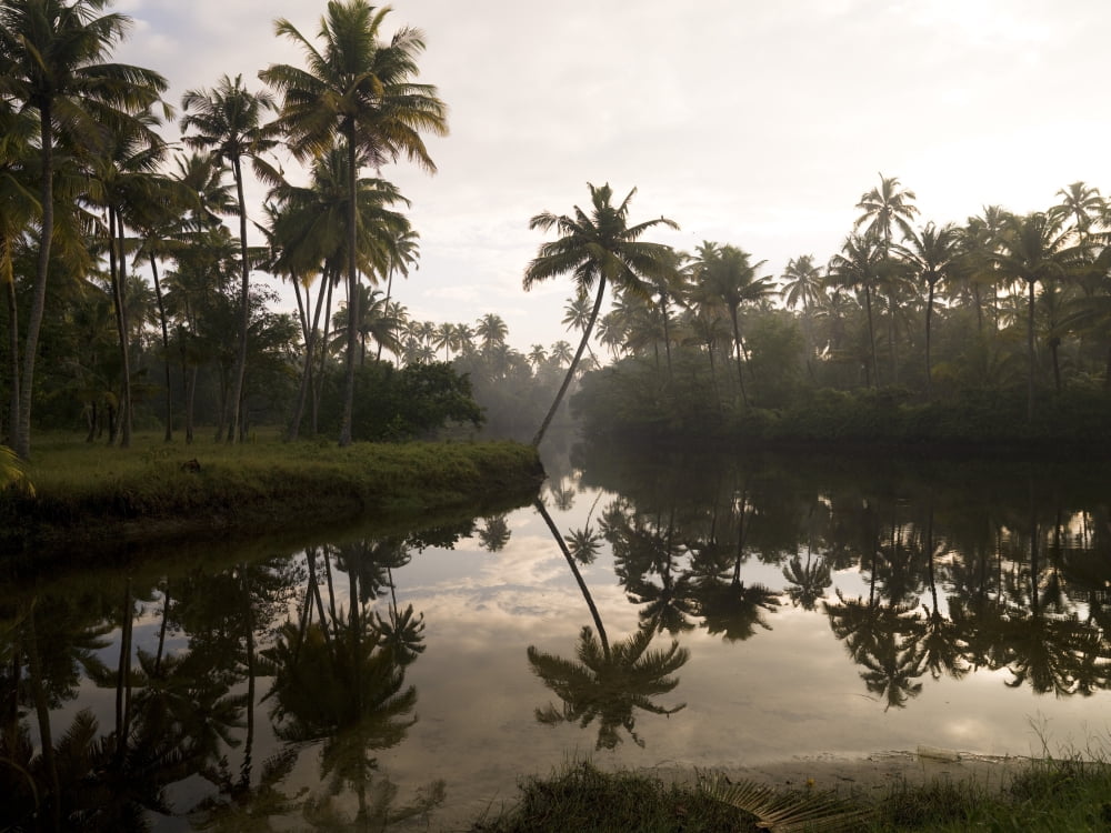 Sunrise And Palm Trees Kerala India Canvas Art - Keith Levit Design Pics (36 x 26)