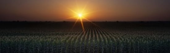Sunrise Crops Farm Sacramento California USA Canvas Art - Panoramic Images (36 x 12)