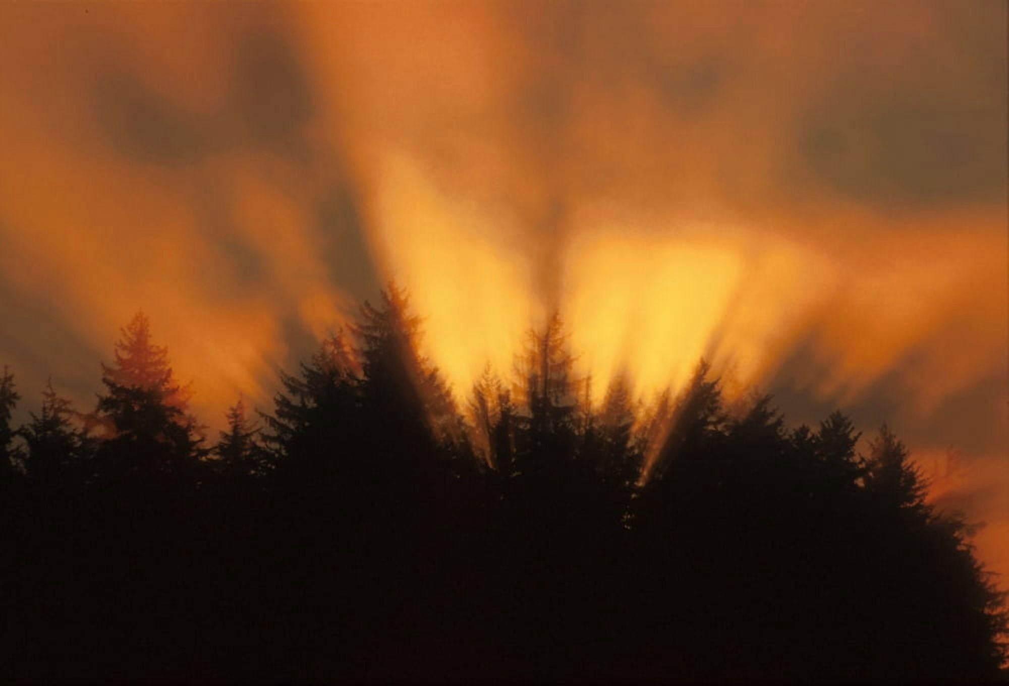 Sunrise Fog Trees Tongass Natl Forest Juneau Southeast Alaska Orange Canvas Art - John Hyde Design Pics (16 x 11)